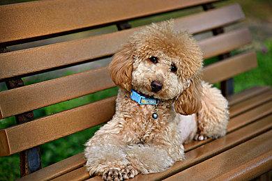 索尼认输与微软达成约束性协议：《使命召唤》继续留在PS平台